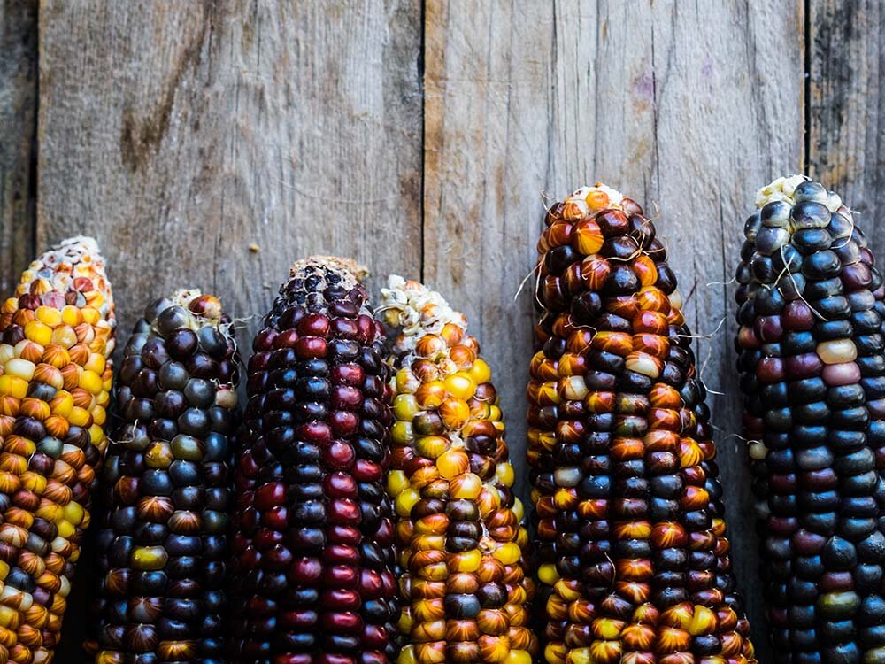 Colorful Corn Harvest with Benjamin Moore