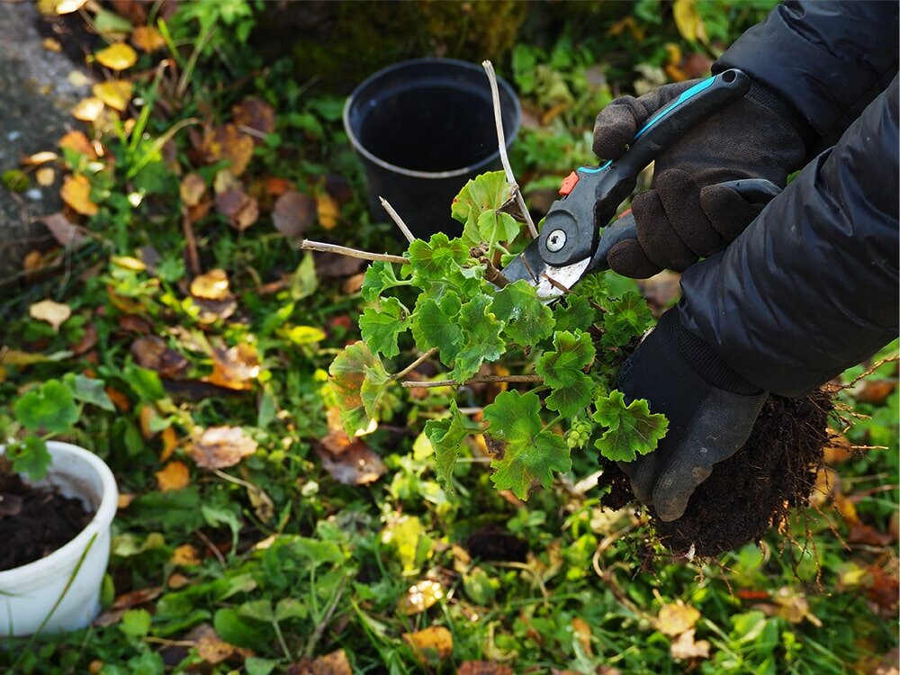Your January Garden Checklist with Mike Darcy