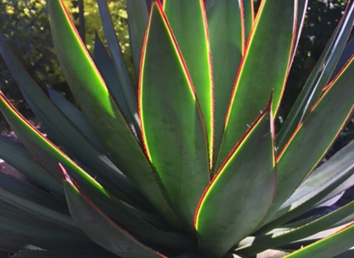 Overwintering Tender Plants