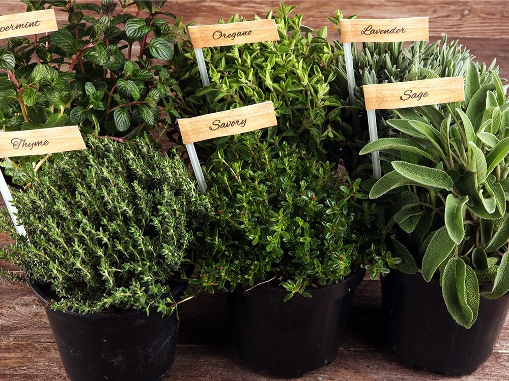 Getting Started Growing Herbs