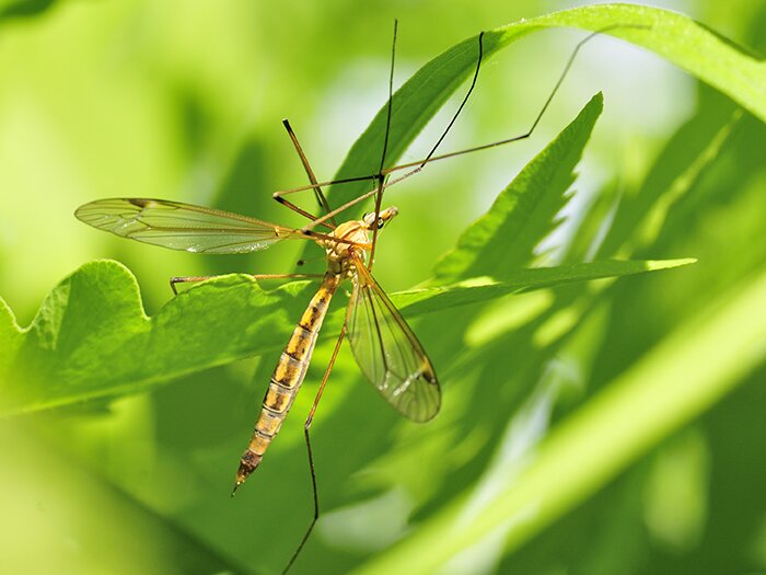 Controlling Crane Flies