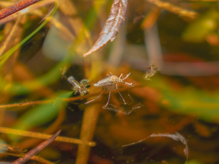 Prevent Mosquitos Next Summer by Taking These Steps this Winter