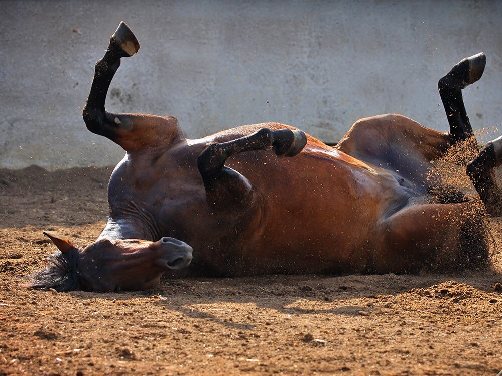 6 Life-Saving Tips For Preventing Colic In Your Horse