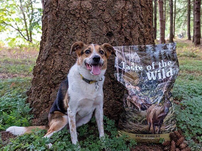 Grain-Free or Grain-Inclusive Recipes: Which One Is Right for Your Dog?