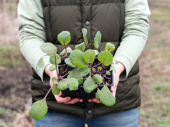 Extending Your Growing Season Into Autumn