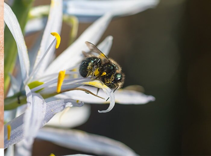 Mason Bees - The Perfect Pollinator