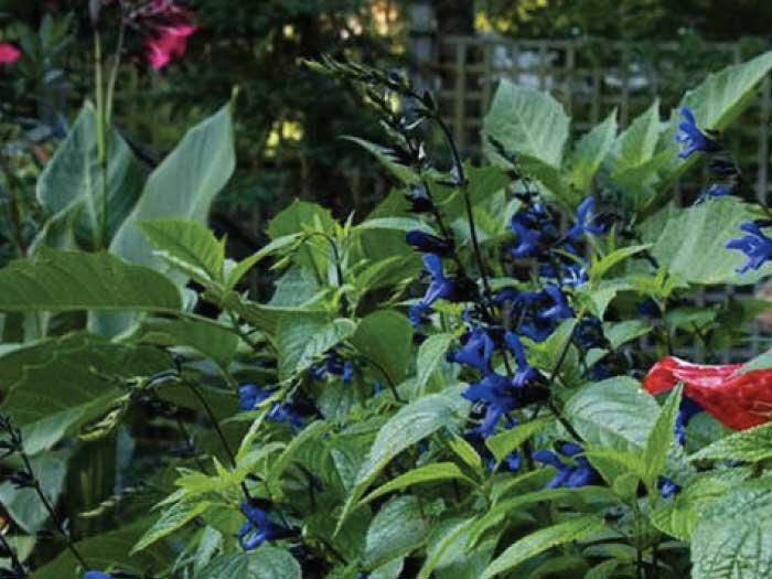 Memorial Day in the Garden with Mike Darcy