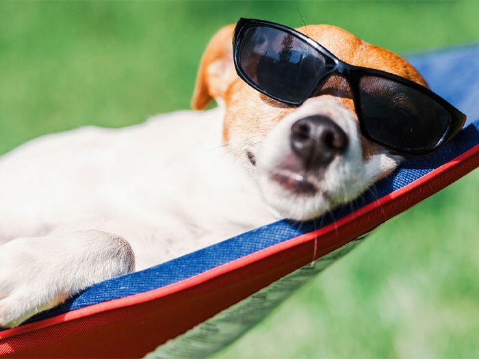 Keeping Pets Cool During the Dog Days of Summer and Year-Round