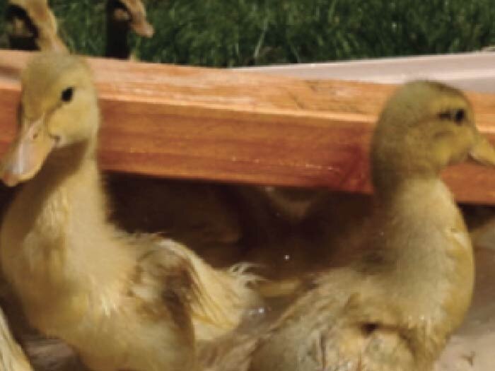 Ducks, Which Breed to Choose