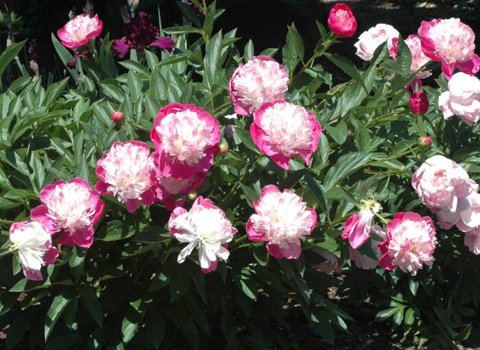 Memorial Day in the Garden with Mike Darcy