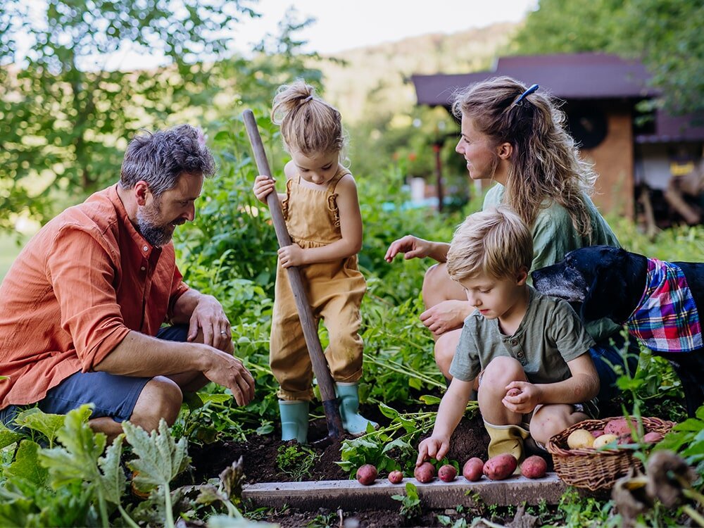 Tips & Tricks for Planting Potatoes with Mike Darcy