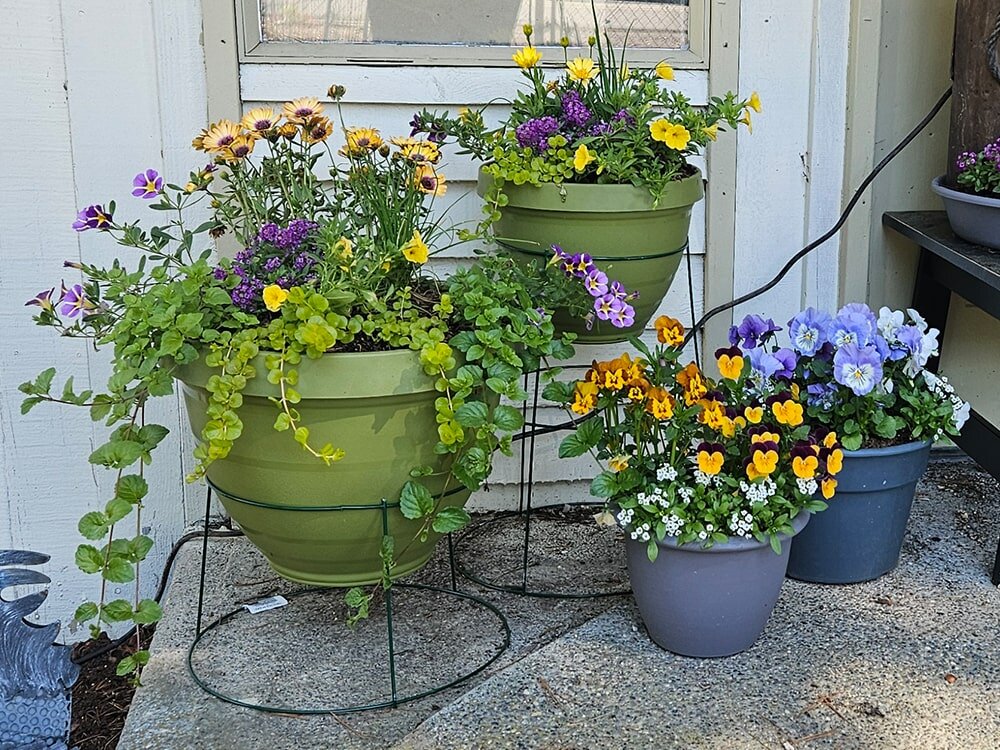 Reinventing Tomato Cages: DIY Planters & Bird Baths