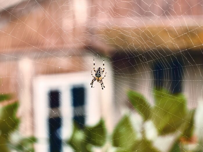 Spider Solutions: Keeping Them Out & Spiders to Know