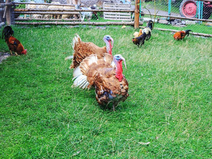 Homeowners Guide to Raising Turkeys In Your Backyard
