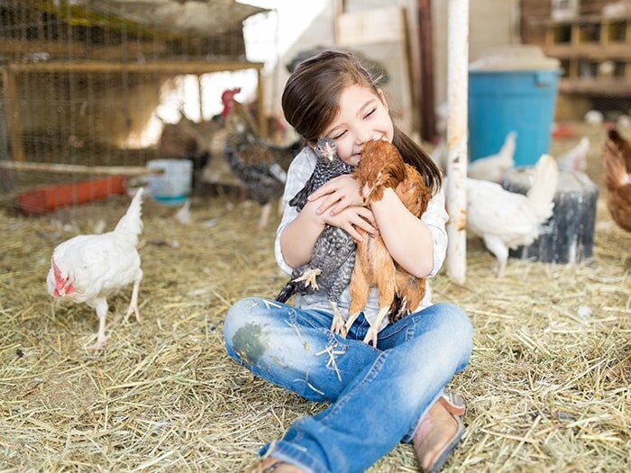 Chicken Treats: Are they good for my laying hen?