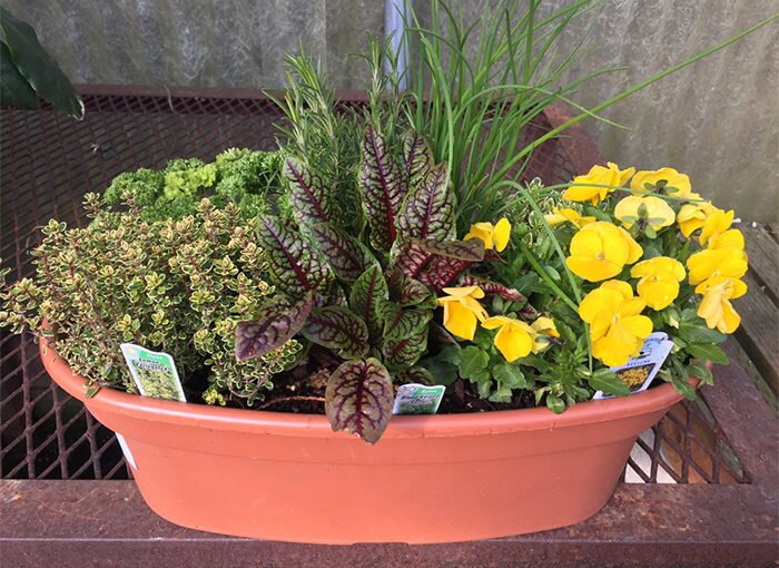 Herb Gardening with Mike Darcy