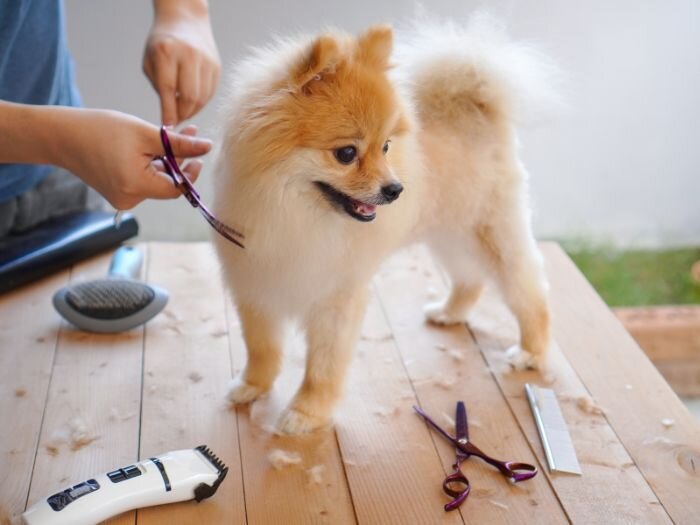 Summer Grooming to Keep Your Pets Cool