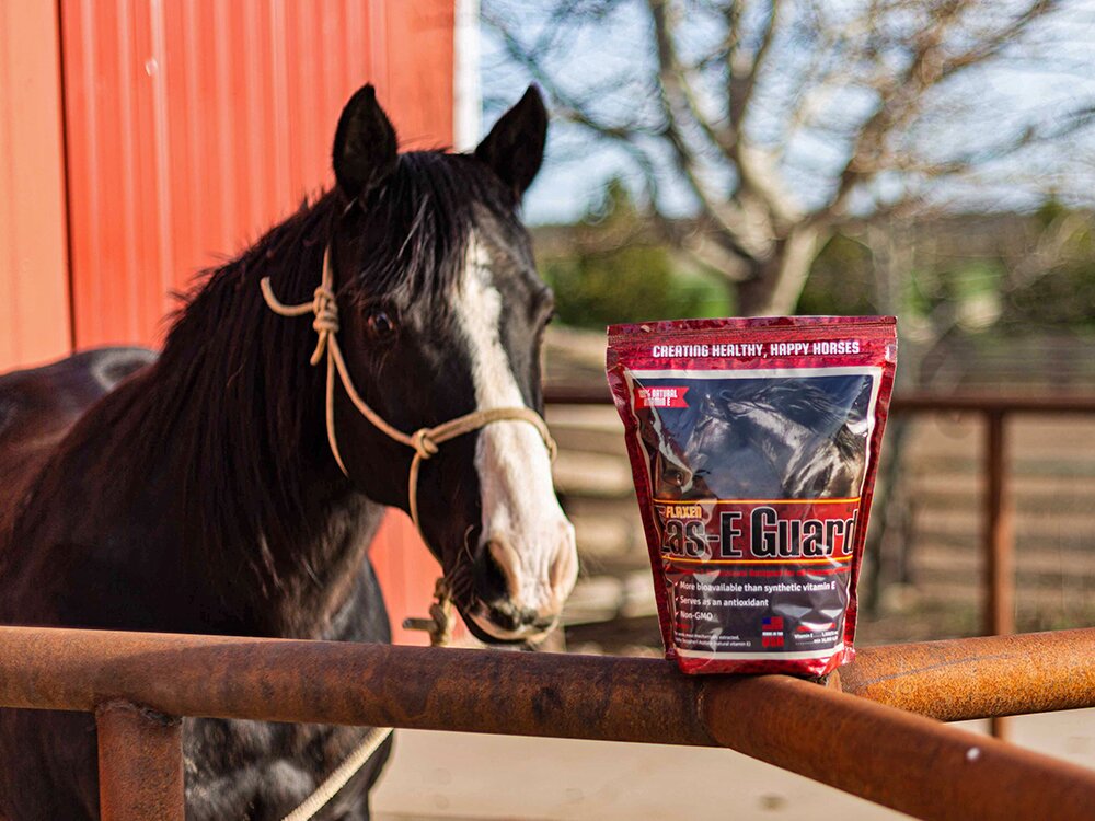 Could Vitamin E Deficiency Be Holding Your Horse Back?