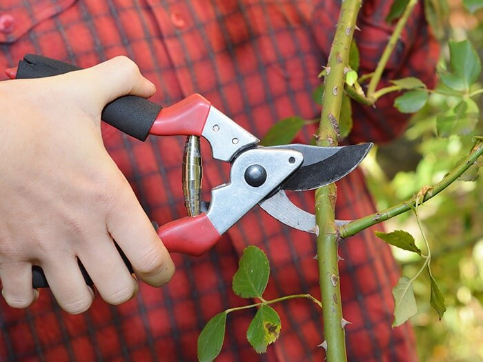 Pruning Prowess