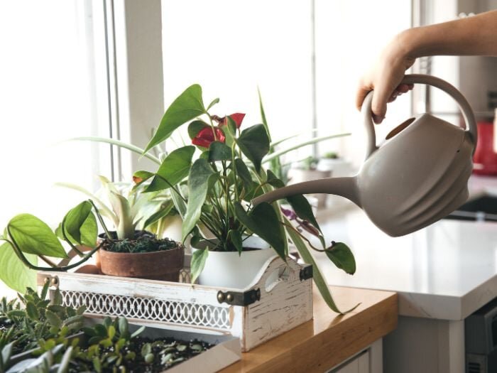 How to Stop Overwatering Your Houseplants