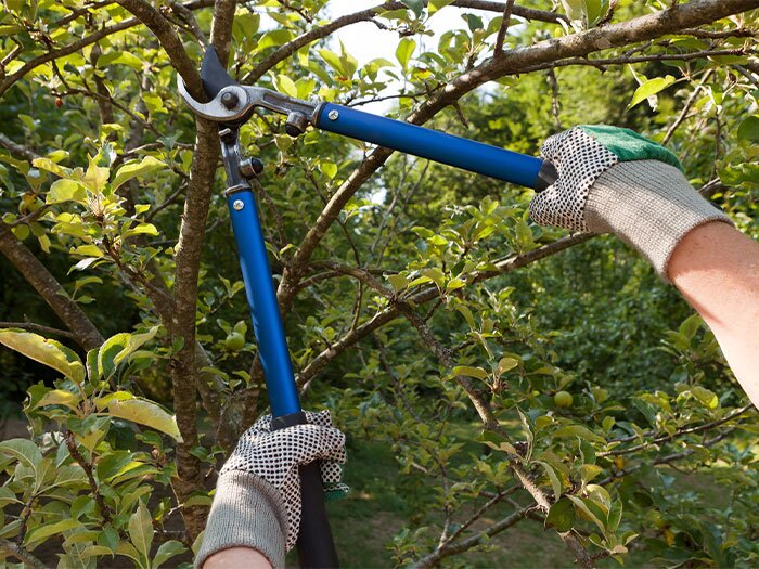 Tree Pruning Complete Guide