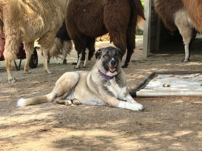 Livestock Guardians: Dogs, Donkeys, Llamas, & Geese