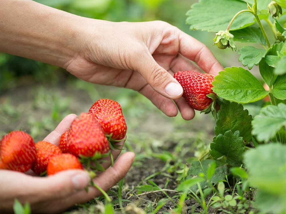 Planting Strawberries