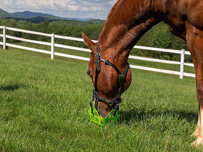 What Is A Grazing Muzzle?