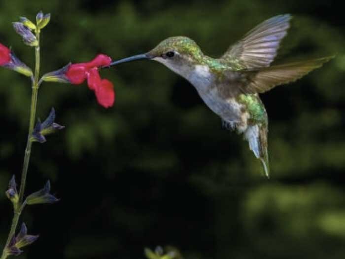 Summer Blooms & Attracting Hummingbirds with Mike Darcy