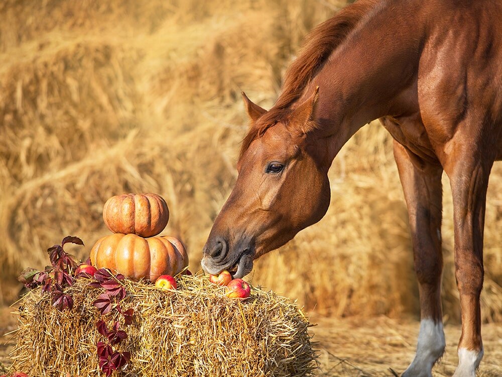 5 Spooktacular Things To Do With Your Horse This October