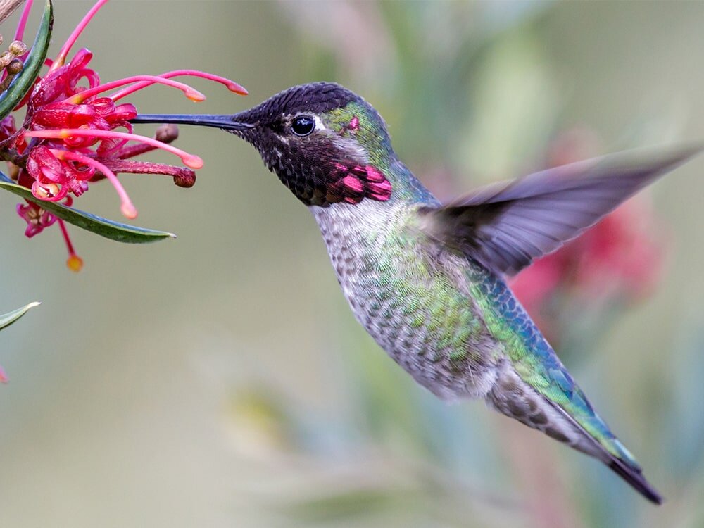 How to Grow a Hummingbird Sanctuary in Your Backyard
