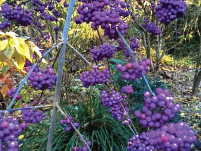 Fall Color with Mike Darcy