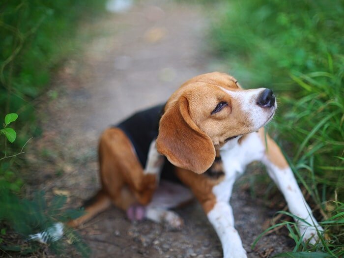 Flea and Tick Pet Treatment