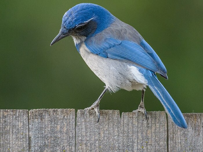 Feeding Seed-Eating Birds in the Fall