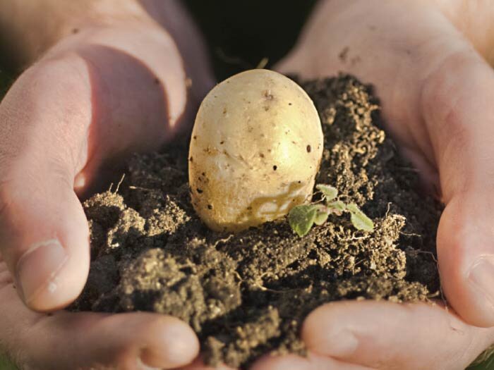 Planting Seed Potatoes with Mike Darcy
