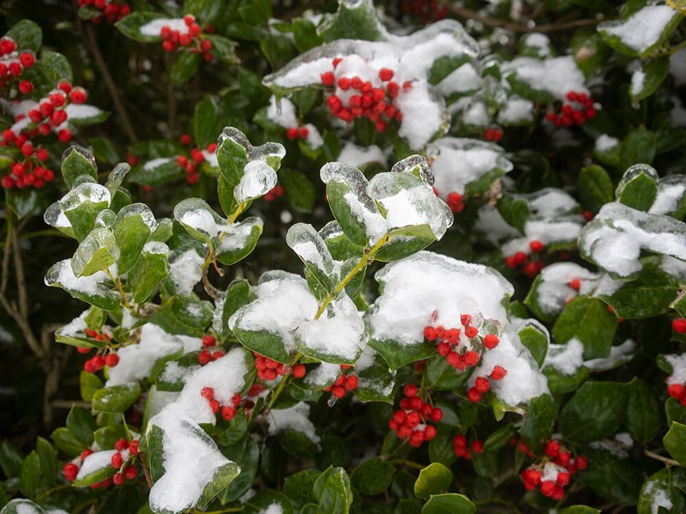 Your December Garden Checklist with Mike Darcy