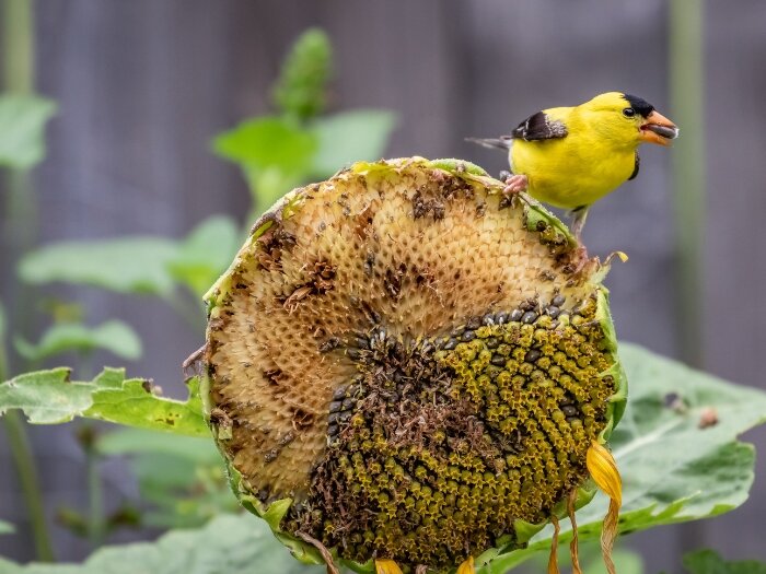 Practical Solutions for Keeping Birds Out of Your Garden
