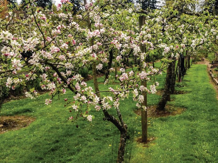 Bare Root Fruit Trees with Mike Darcy