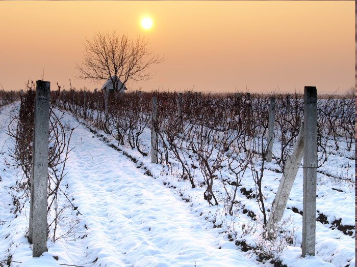 Has Cold Weather Impacted Your Vineyard?