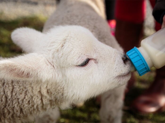 Guide to Nursing Baby Farm Animals