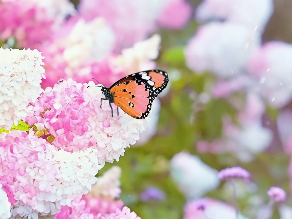 Hydrangea Harmony with Benjamin Moore