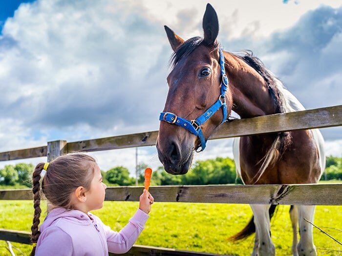 Plant Delicious Treats For Your Horse