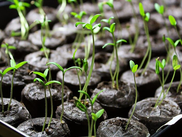 Is it too Early to Start Planting Vegetables