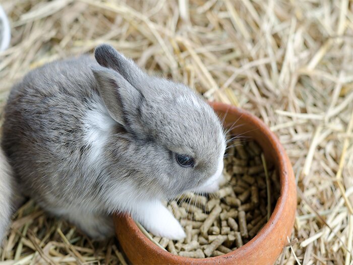 The Ultimate Rabbit Care Guide