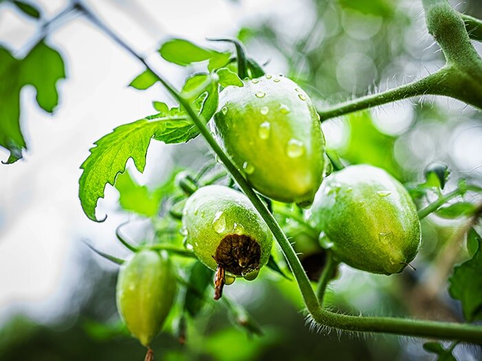 Blossom End Rot on Tomatoes