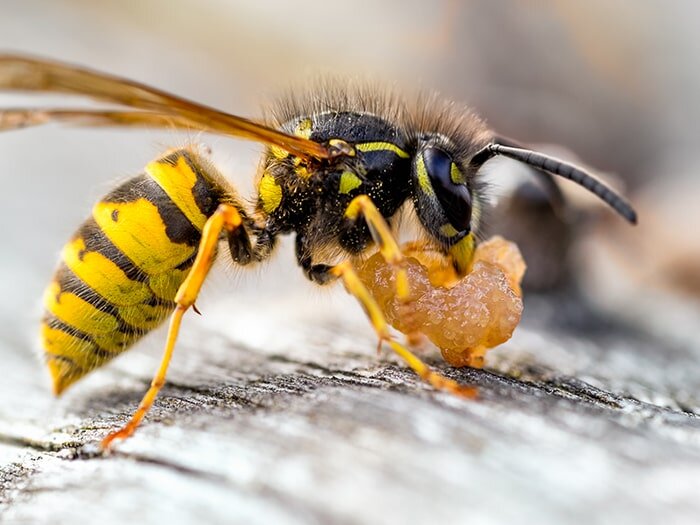 Yellow Jacket & Wasp Control