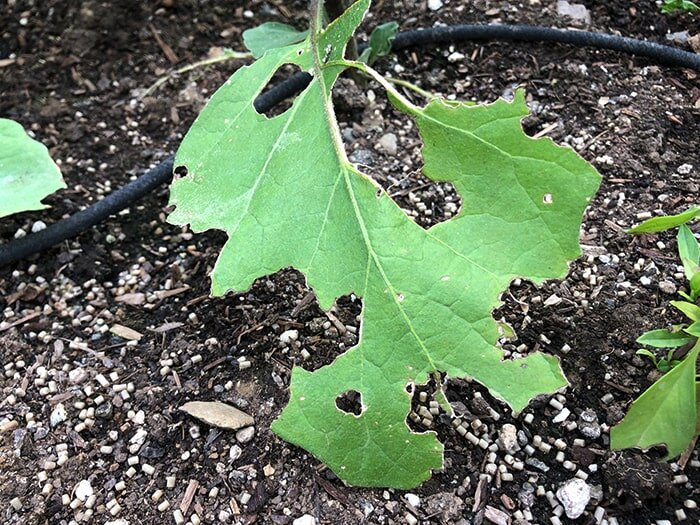 Late Night Snacks - Unwanted Garden Pests