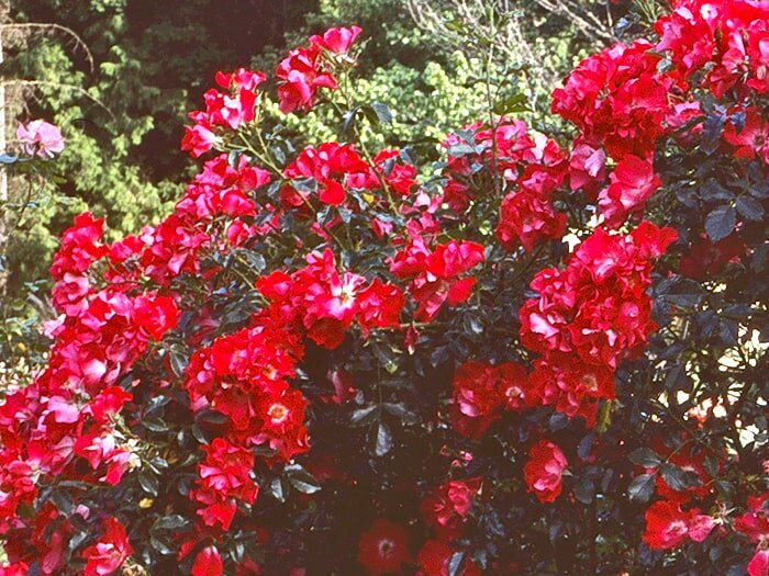 Climbing Roses with Mike Darcy