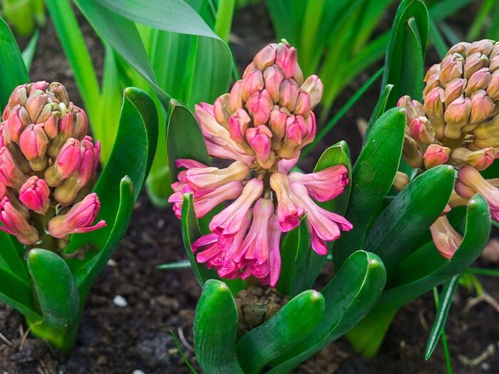 September Garden Tips with Mike Darcy