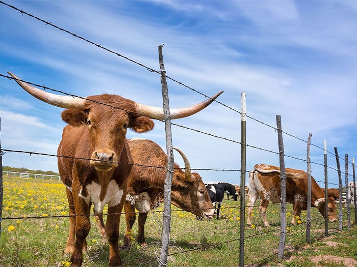 Fencing a Small Farm: Stylish Fences for Your Homestead